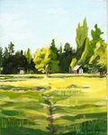 Meadow Landscape