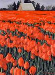 Skagit Valley Tulips